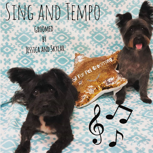 All Fur Pet Grooming