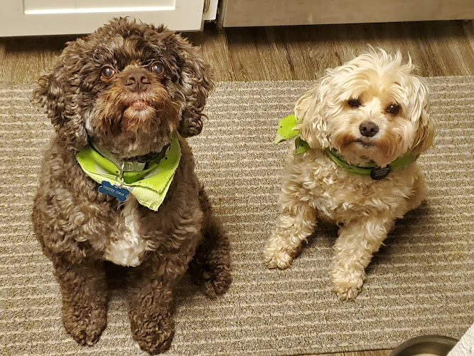 All Paws Full & Self Services Pet