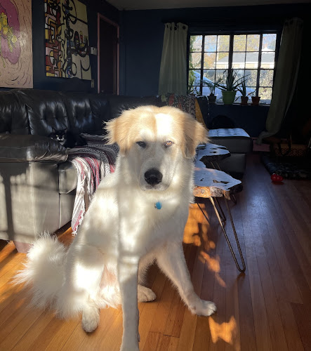 All Paws on Deck Pet Salon