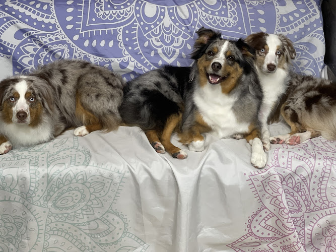 All Paws Stars Pet Grooming