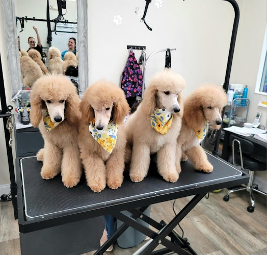 All Pets Grooming Salon