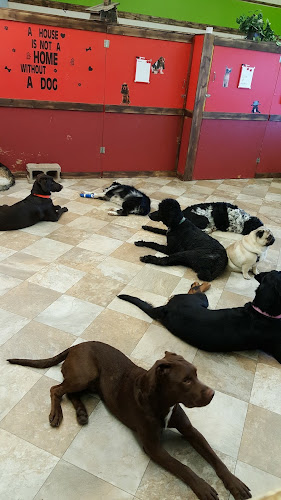 All Wags and Whiskers