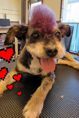 All Wags To Whiskers