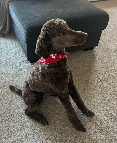 Aloha Pet Mobile Grooming