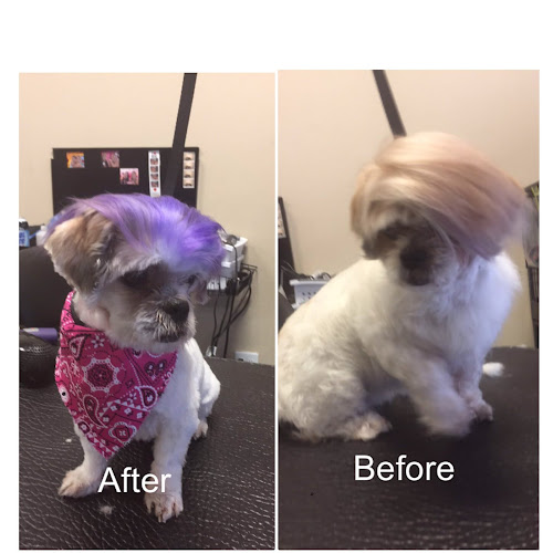 Alpha Dog Grooming Albuquerque of Alamosa