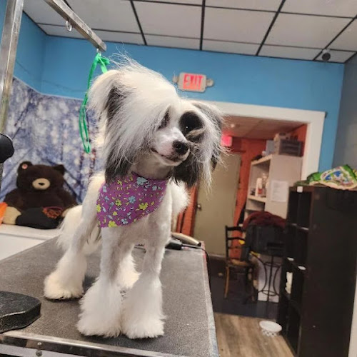 Alpha Dogs Pet Grooming