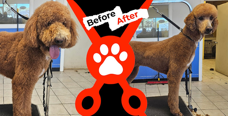 Alpha Pet & Dog Grooming Albuquerque