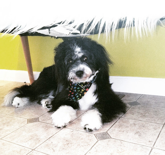 Alpine Kennels and Grooming