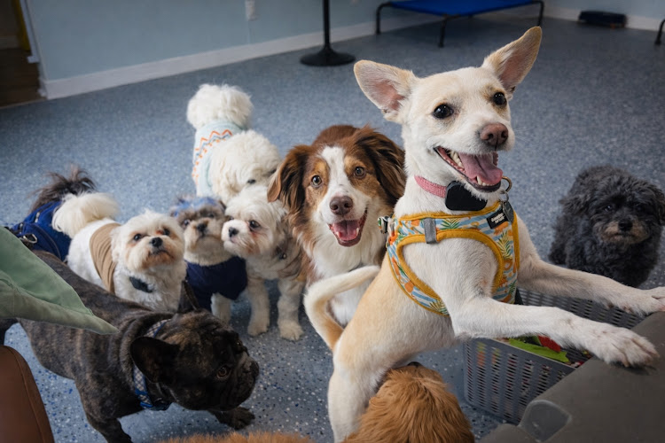 Amanda's Ark Pet Care, LLC