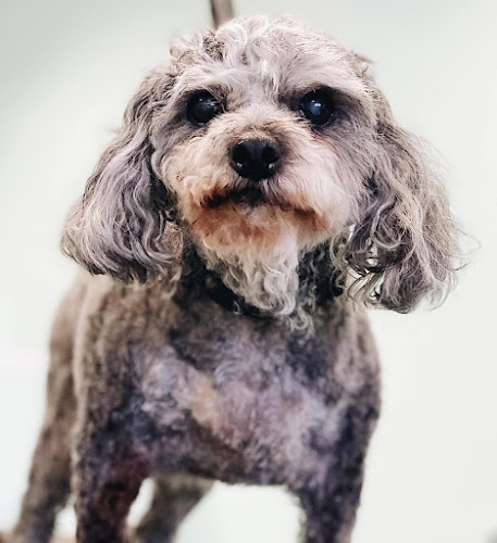 Amanda’s Dog Grooming