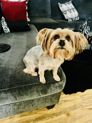 Amazing Tails Pet Grooming