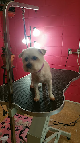 Amber's Goochie Poochie