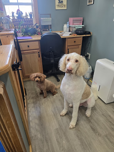 American Paws Grooming