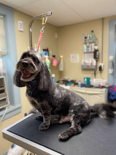 American PineAcre Kennels