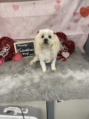 American School of Dog Grooming