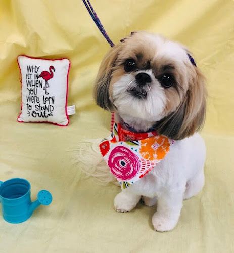 Amore Pet Care of LA