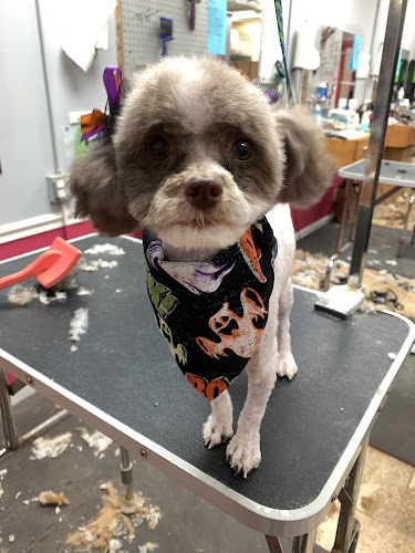 Amy's Pet Palace - Dog And Cat Grooming