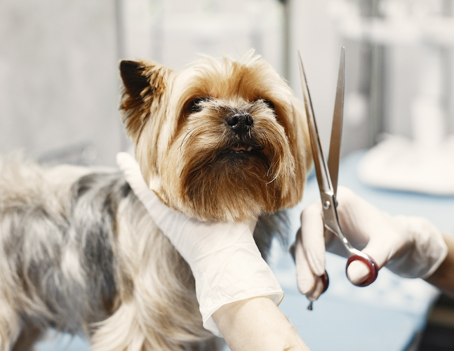 Anaheim Hills Mobile Dog Groomers