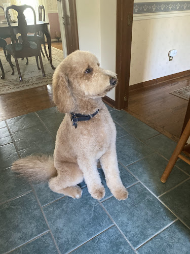 Andrea's Grooming & Rooming