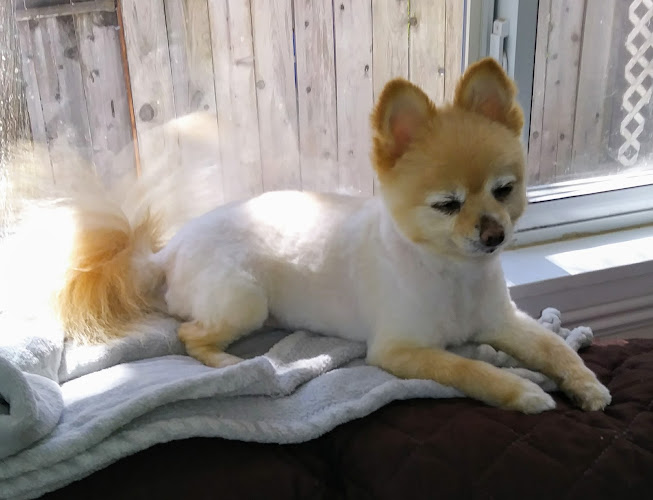 Angel Paws Pet Salon