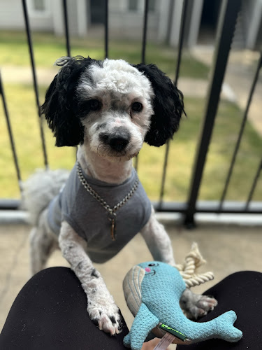 Angel Paws Pet Sitting and grooming