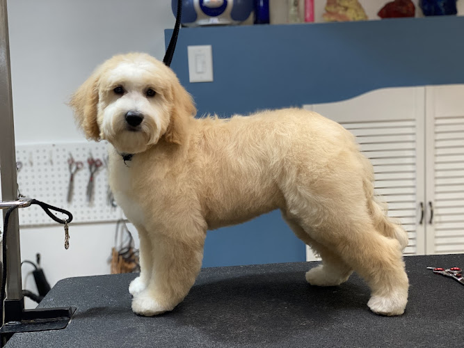 Angie's Pet Grooming