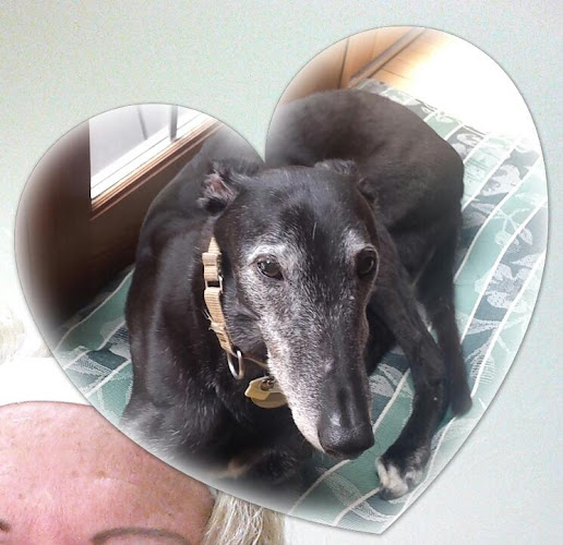 Anima Mundi Professional Pet Grooming & Self-Serve Dog Wash