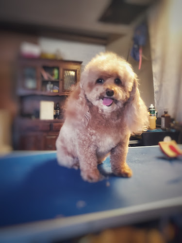 Animal Arts Academy - MIDDLETOWN/FRANKLIN