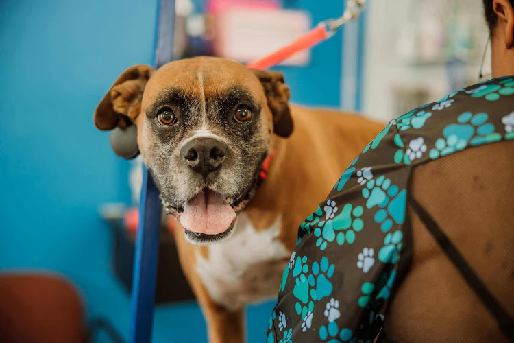 Animal Arts Academy - TRENTON