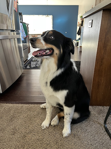 Animal House Pet Styling