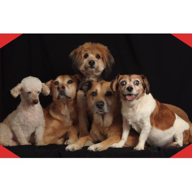 Animal Instincts Pet Salon