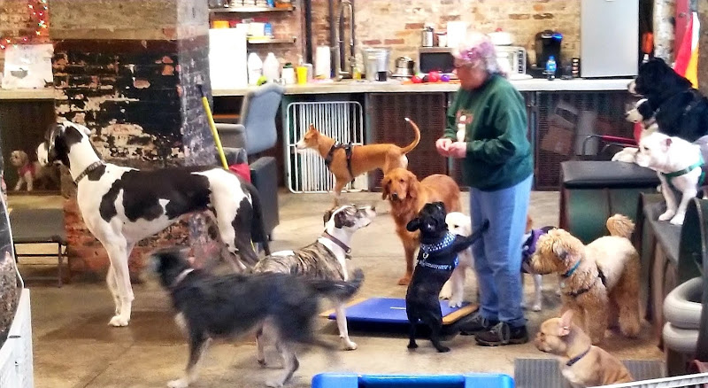 Animal Outfitters, Inc.