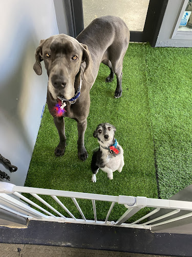 AnimaliA Natural Pet Food, Supplements And Supplies