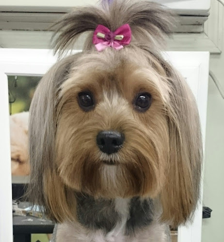 Anita's Wags to Riches LLC