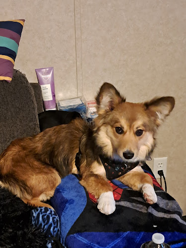 Annie's Pet Salon | Pet Groomer in Colorado Springs