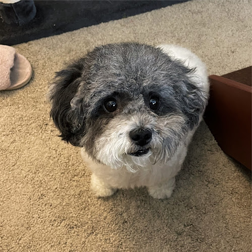 April's Furry Tail Mobile Pet Grooming Service