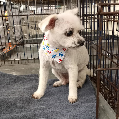 Arizona Cuts for Pups