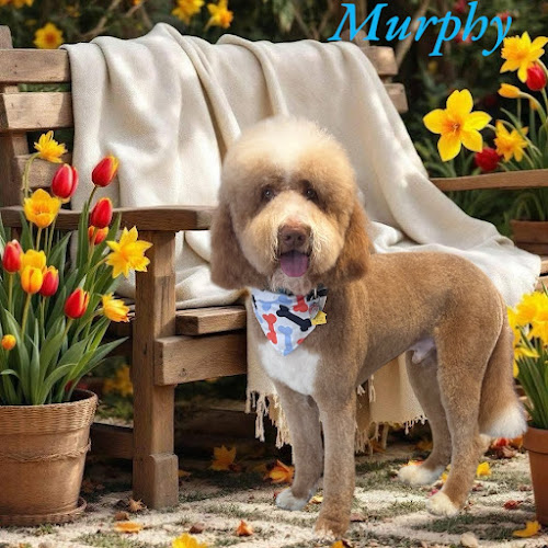 Armega Grooming, LLC