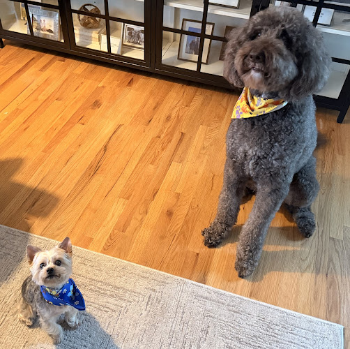 Art Pet Mobile Grooming