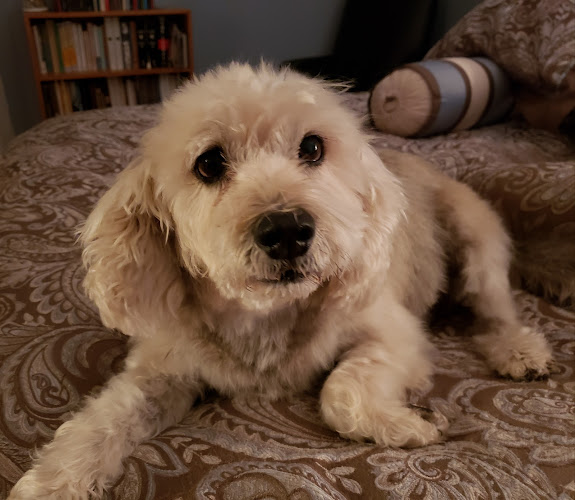 Artistic Canine Grooming