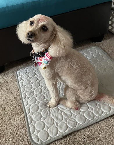 Artistic Mutt Grooming