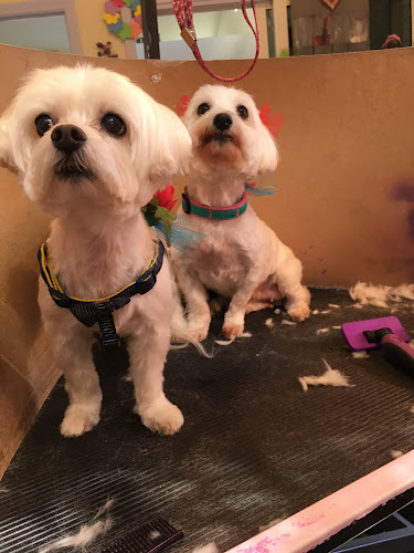 Arts and Barks Jeanette’s Pet Grooming