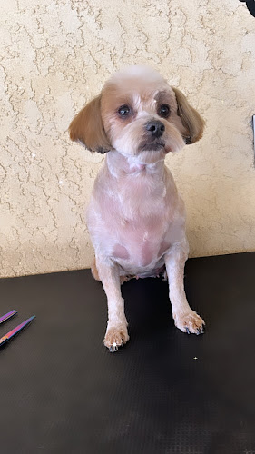 Ashley’s pet grooming