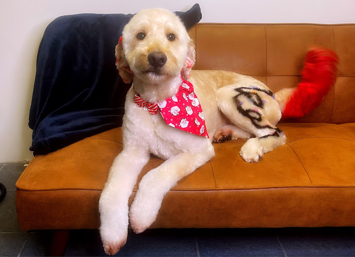 Ashton's Grooming and Dog Spa