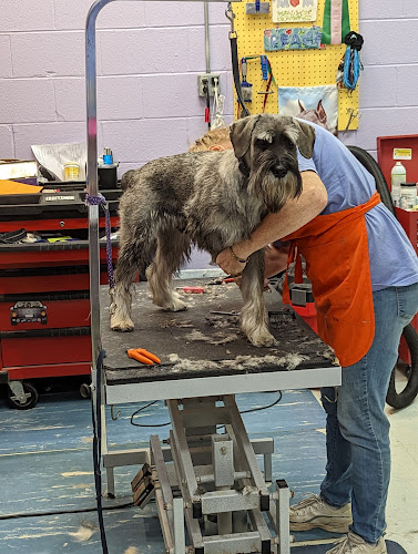 Aspirations Pet Services