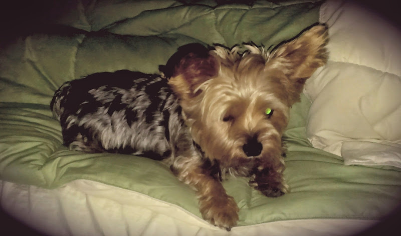 At Your Home Grooming