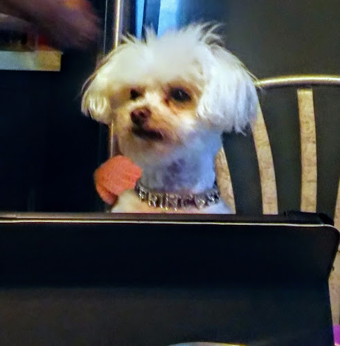 Atlantic City Pet Hotel & Grooming