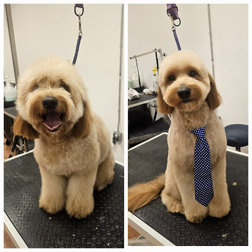 Auggie's Pet Spa by Lisa