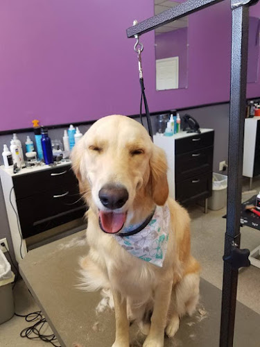 Aurora Pet Grooming