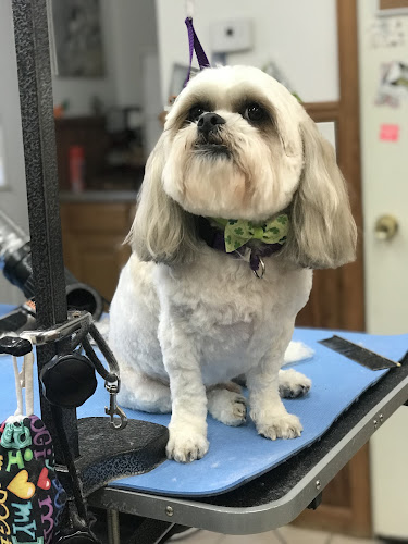 Baby Your Baby Pet Grooming